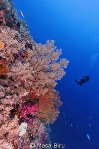 wonderful corals by Masa Biru 